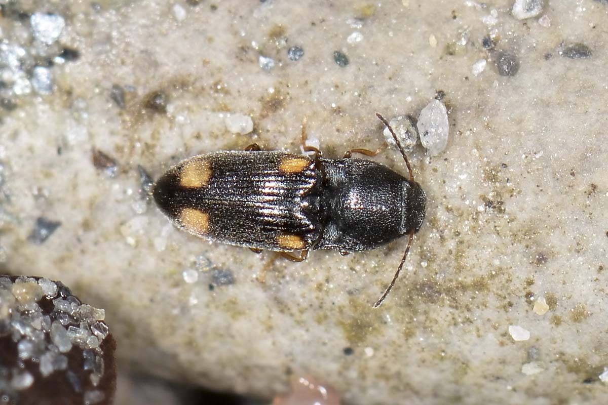 Zorochros cfr. boubersi, Elateridae
